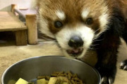 【画像】レッサーパンダ風太くんの現在