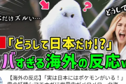【悲報】日本人、世界中にいる鳥「シマエナガ」でホルホル開始