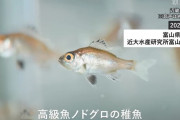 【朗報】我が国、ノドグロの完全養殖に成功す