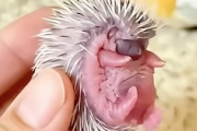 【動画】1.4億再生されているハリネズミの赤ちゃんの育て方（ノ∇`）
