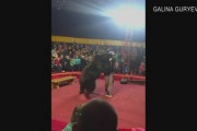 【おそ露】ロシアのサーカス、クマが突然、調教師に襲い掛かり、更に観客席へ。電気ショックによりようやく鎮圧