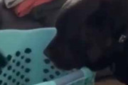 イヌが隣に座っていた。飼い主がバスケットから洗濯物を取り出している → 犬、こうなります…