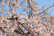 春爛漫♪京都のしだれ桜満開に、思わず見とれてしまう「とても美しい！」「京都?日本よ永遠に?」海外の反応