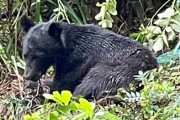 【神奈川】「クマだって人間を避けて生きたいんだ」　餌得られる山に、猟師が奔走　相次ぐ人身被害に危機感