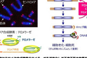 ついに老化プロセスを逆転させることに成功！「若返り」の技術に向けて1歩前進