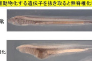人類「ヤツメウナギの遺伝子壊したら無脊椎動物に先祖返りしてワロタ」（※画像あり）