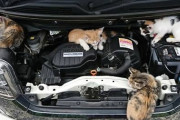 彡(°)(°)「この季節は車乗る前に猫バンバンしとかなな！」ﾊﾞﾝﾊﾞﾝ