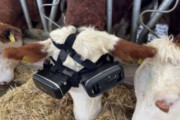 VRを装着された牛、映し出される大草原に騙され良質な牛乳を沢山出してしまう
