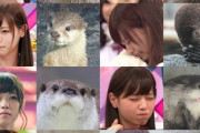 【乃木坂46】カワウソと西野七瀬の関係性・・・