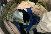 【あるある】女性「洗濯機の中にレタス丸ごと置いといたら大変なことになった…」→ 18万いいね