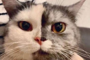 みんなから愛される猫…その理由は美しい顔の色