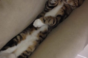 【ねこ画像】隙間に入り込む、ねこ・・・かな？ ほか