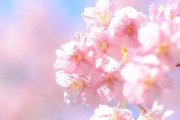 春の訪れ♪2021年2月の南伊豆に美しい桜！「日本のサクラは最高です！」「まるで夢の世界」海外の反応