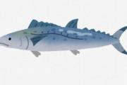 【魚】サワラ「準絶滅危惧種」に　ロシアや中国などで乱獲進む