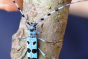鮮やか！ ルリボシカミキリ発見　10年前から年に１、２匹…　栃木・鹿沼