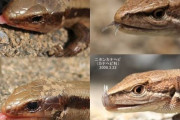 【画像】　トカゲとカナヘビの違い知ってる？