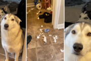 トイレをめちゃくちゃにしたのは誰？相棒に罪をなすりつけようとするハスキーが面白い