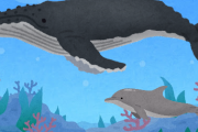 ？？？「クジラとイルカは体の大きさが違うだけの同じ生き物」← これｗｗｗｗｗｗｗｗｗ