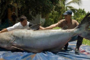 世界最大の淡水魚、現在の公式はメコンオオナマズ、しかし新たな有力候補が！