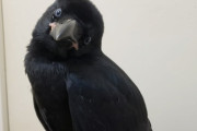 【画像】カラスさん、可愛過ぎるｗｗｗｗ