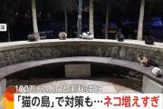 【悲報】「猫の島」キプロス、猫が急増し人口100万人とほぼ同数に