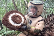 山に埋まったオオスズメバチの巣を駆除する仕事人たちの動画が人気に。