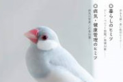 【悲報】 ワイの文鳥さん、日向ぼっこをしてしまう…