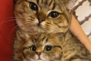 【ねこGIF】ミルクを早く頂戴にゃ！と催促する牧場の猫さん…待ちきれないご様子ですwww