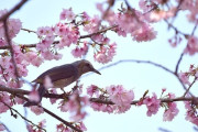 【画像】北浅羽桜堤公園に桜を見に行ったよ