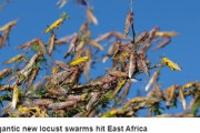 【蝗害】農作物を食べ尽くすバッタの大群がアフリカを襲う！今回の大群の数は6月に500倍に増える可能性