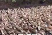 【郎報】中国、バッタの大群襲来に10万羽のアヒル部隊で対抗へｗｗｗｗｗｗ