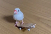 【動画】鳥さん、スケボーで遊べる