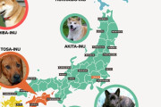 海外「全部欲しい！」甲斐犬に紀州犬…日本に分布する犬種に海外興味津々（海外反応）