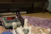 【ねこGIF】短いあんよで華麗なドリフトをキメる猫さん…可愛いお顔ですがワイルドですねwww