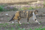 【ねこ画像】ミケトラ、ミケねこ ほか