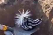 工事現場の大きな穴にスカンクが落ちていた。シャベルですくって救出する！ → こうなった…