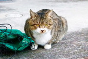 【悲報】娘「猫飼いたい」父「じゃあ今度の日曜ペットショップ行くか」娘「ううん保護猫譲渡会がいい」