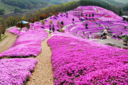 外国人「北海道には芝桜が咲き乱れる公園があるらしいぞ！」