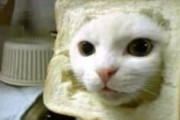 【ねこ画像】食パンマンならぬ食パンねこ、愛宕神社のおネコさま ほか【再】