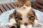 【ねこ画像】バーベルで筋トレしようとする子猫ちゃん…この子の将来が楽しみですねwww