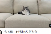 【画像】もちまる、3年間ありがとう