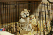 【画像】うちの元保護犬の柴犬、急にふっくらしてきた…キリッとしていて可愛いですねwww