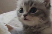 【新型コロナ】 猫カフェ完全終了！！！ 衝撃の事実が判明してしまう・・・