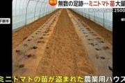 【悲報】「こんな日本に誰がした！」ミニトマト2500株、総額180万円が盗難被害　農家の涙にネット怒り