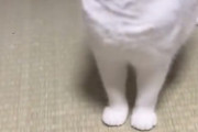 猫の中で一番ええのってなんだかんだで