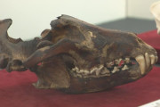 【狼】「地元愛知にもいた」ニホンオオカミの頭骨、展示がはじまる