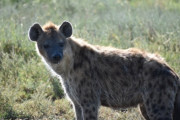 ハイエナ「死体食えます、狩りもできます、天敵ほぼゼロです」←こいつがサバンナで天下を取れない理由