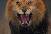 【画像】写真家が自らに飛びかかろうとする直前ライオンを撮影した写真の迫力がガチ