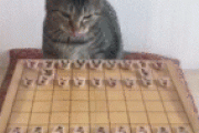 【GIF】これより面白い猫gifないだろ