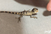 【画像】俺が撮りためたトカゲ画像、gif貼ってく